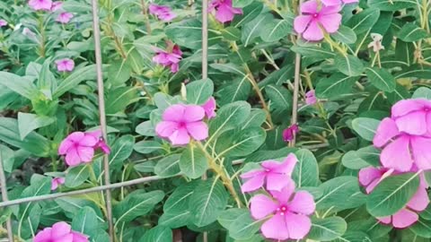 a widow purple standing in the fence