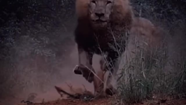 What are these lions going to do so fast?