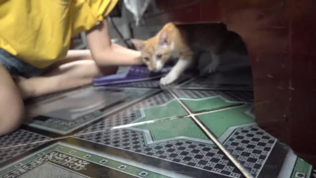 How Cats React When Seeing Stranger 1st Time - Running or Being Friendly 4 Viral Cat