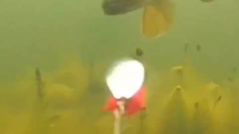Funny Animal Video