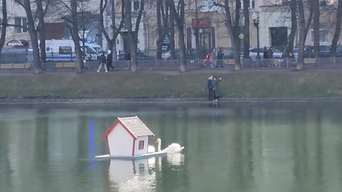 Swans on Patriarch's Ponds in Moscow