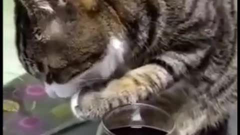 Cat Drinking Alcohol and Doing So Funny Activities after drinking