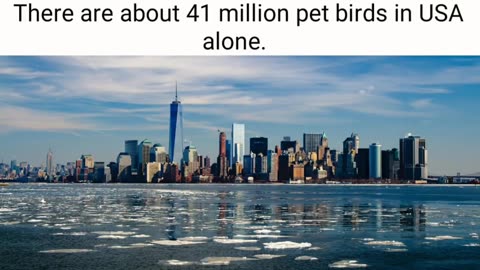 Amazing fact about bird