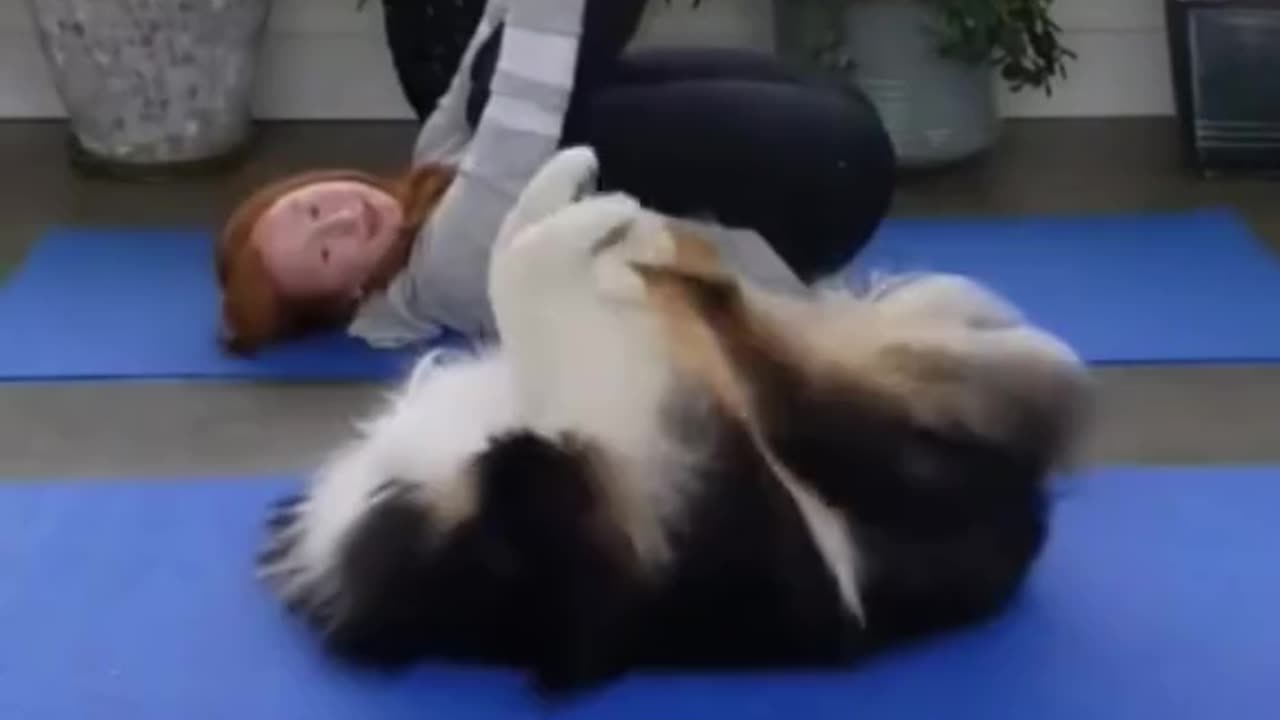 Cute cat & dog video | Best funny amazing video |
