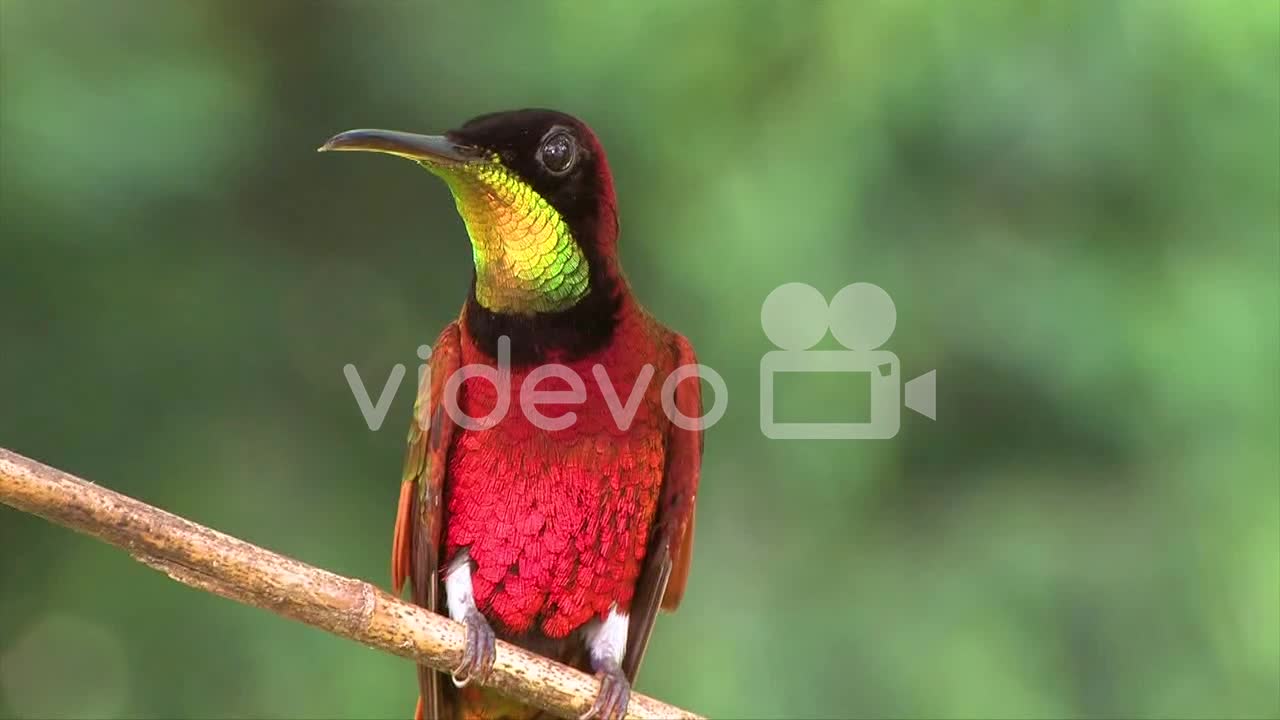 Extreme close up of a crimson topaz gorget hummingbird looking around on a branch in the rainforest