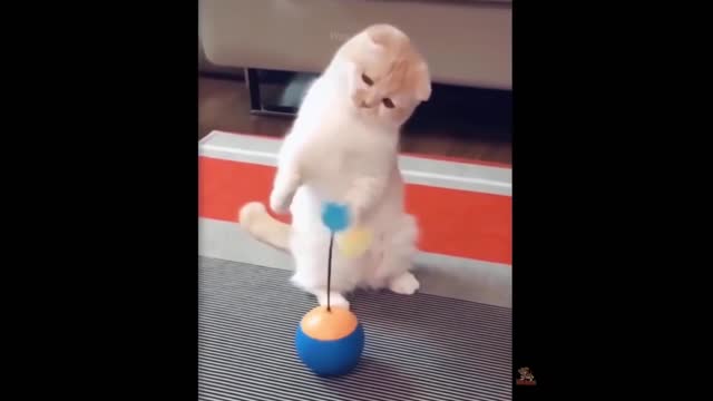 Funniest Cats And Dogs - Best Of The 2022 Funny Animal Videos.#4