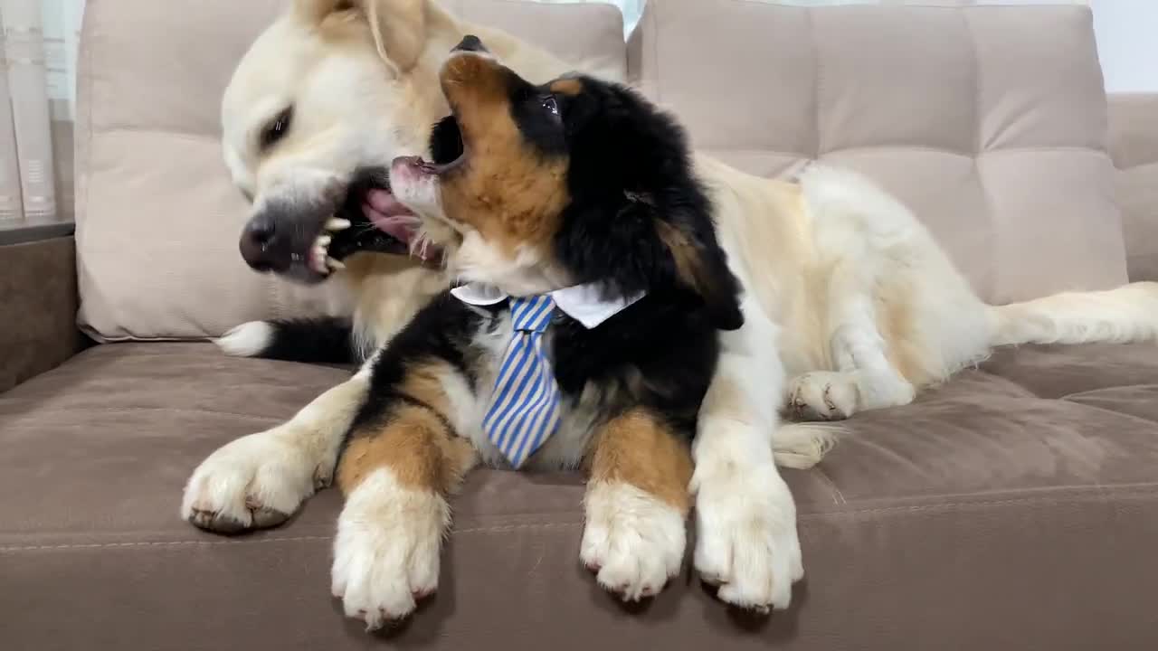 Golden Retriever Plays with Bernese Mountain Dog Puppy