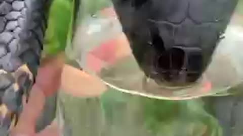 snake drinking water