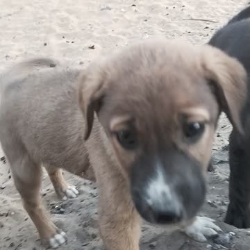 stray puppies in the village