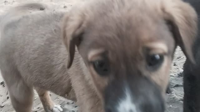 stray puppies in the village