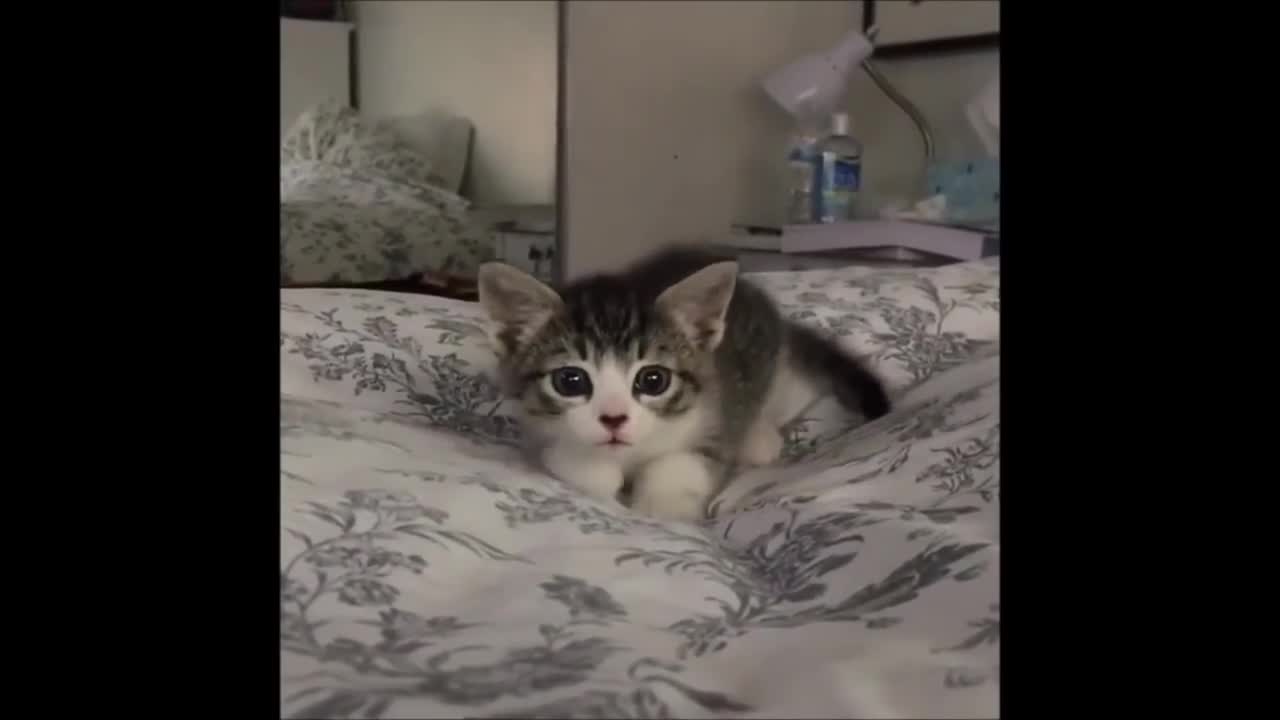 Very Funny Cat Video