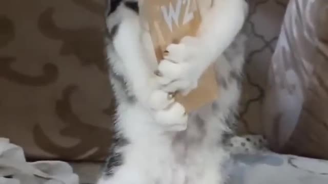 😂🤣✨😹😹Best Funny Pet Animals Viral Clips😂🤣✨funny Cute Cats 🤣shorts Video😂😂😹🤣trending _animals😂😹