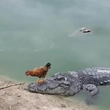 Loose chicken plays with luck