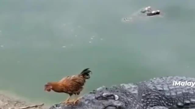 Loose chicken plays with luck