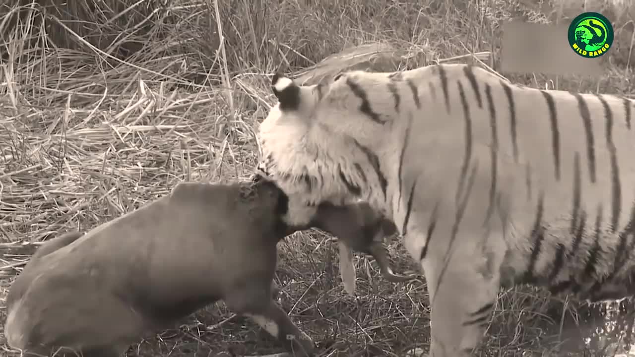 13 Deadliest Tiger Attacks Caught on Camera