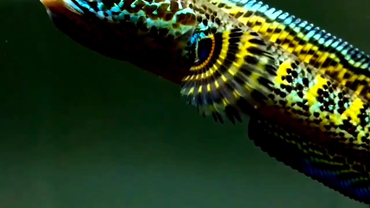 GABUSH FISH FROM NIAS INDONESIA