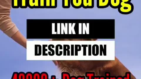 Dogs funny video, dog training video, dog barking what, your dog’s problem