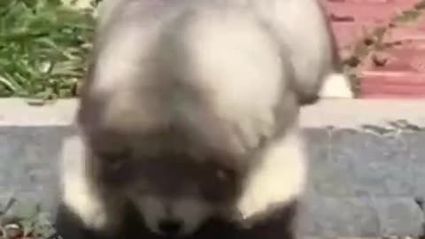The sadness of short legs，Alaska dog