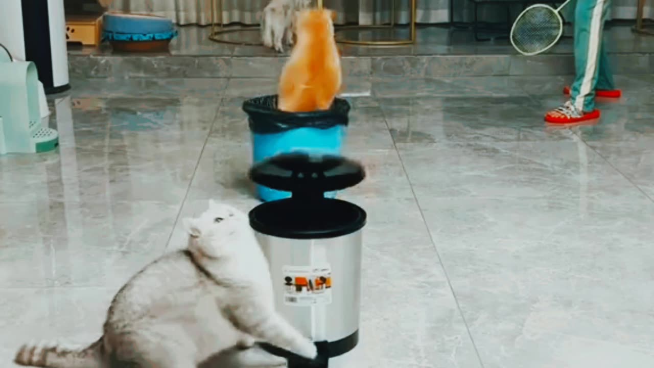 Cat playing badminton