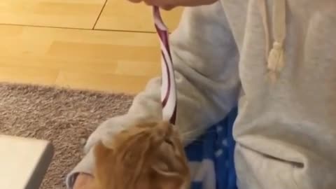 Monty Pet Battle