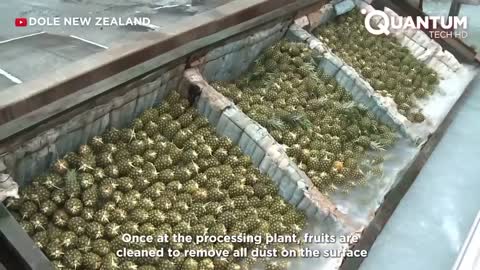 Harvesting the Most Delicious Pineapples in the World | Exotic Fruit Plantation