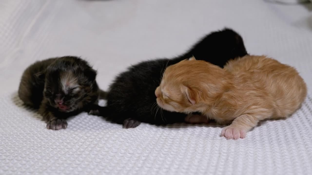 Cute Kittens Playing Together