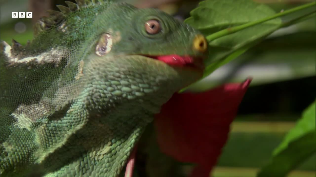 These Iguanas Have An Unusual Mating Tactic South Pacific BBC Earth