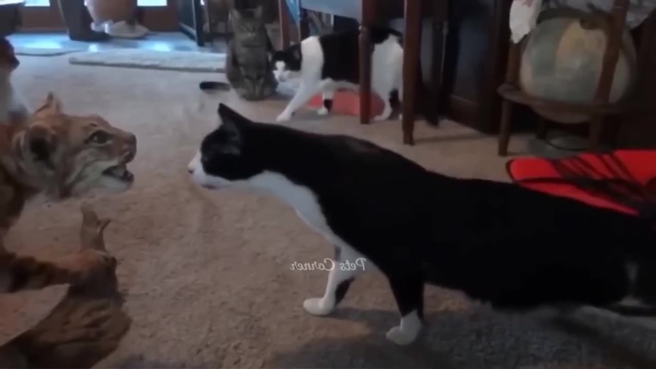 Funniest Animals 2023 π Funny Cats and Dogs πΊπΆ Funny Animal Videos