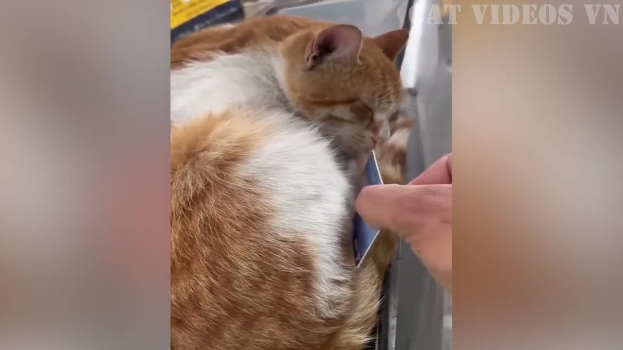 Best Funny Cats and Dogs