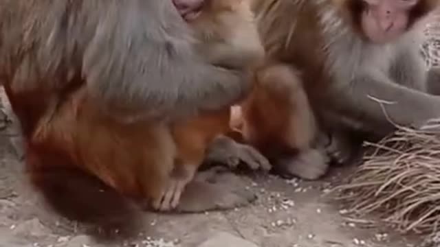 Best animal love # animallove # animal entertainment video