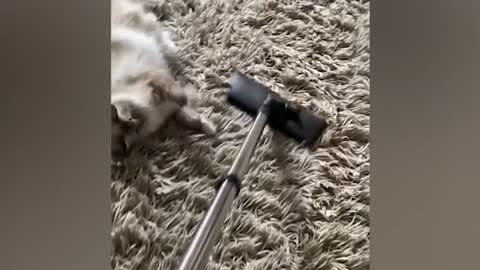 Funniest Animals Videos 2022 - Funny Cats and Dogs Videos 😹🐶