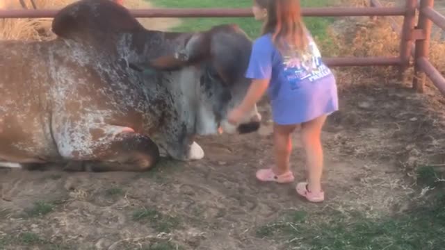 Daughter And Bull Are Best Friends