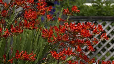 Crocosmia 'Lucifer'