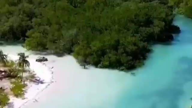 Keindahan mangrove oeseli ,pulau Rote NTT .