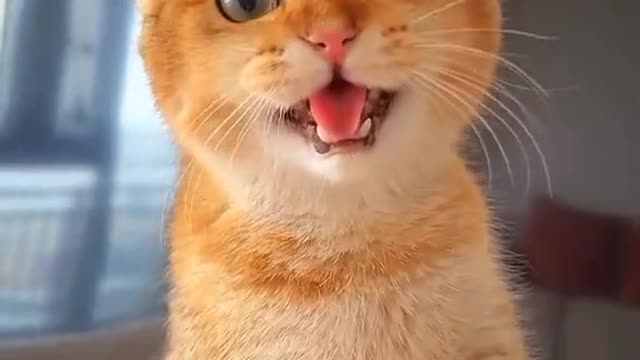 So cute! 🐱
