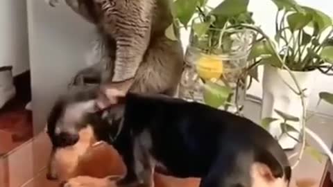 Dog and cat funny videos