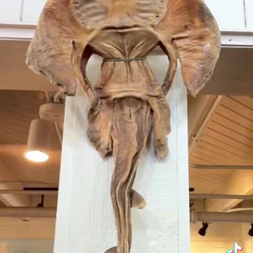 Dried stingrays look like aliens or demons