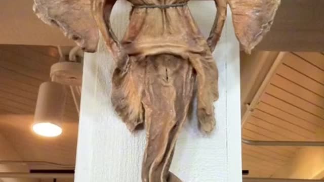 Dried stingrays look like aliens or demons