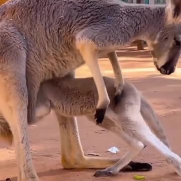 kangaroo cub can't get in