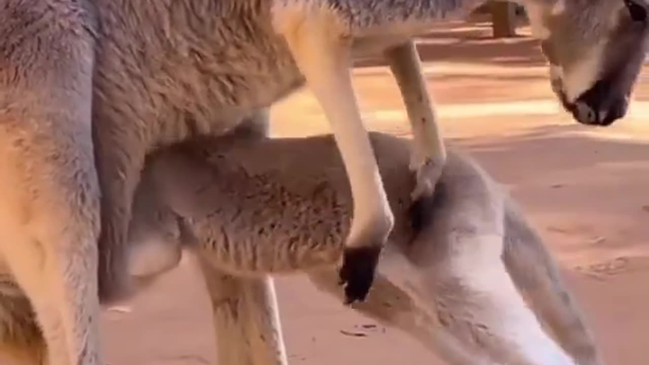 kangaroo cub can't get in