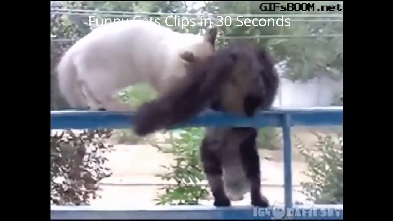 Funniest Animals 2023 π Funny Dogs and Cats Videos πΊπΆ