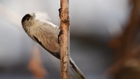 Long-Tailed Tit Bird Forest Nest Spring Animal