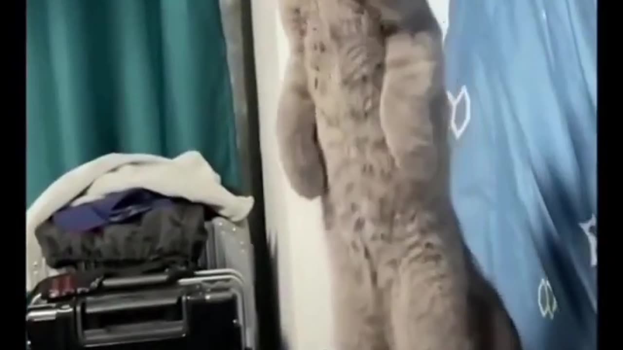 Funny cat videos - cute cats - Try not to laugh #shorts 2023