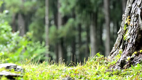 Rain in the Forest, Calm scene