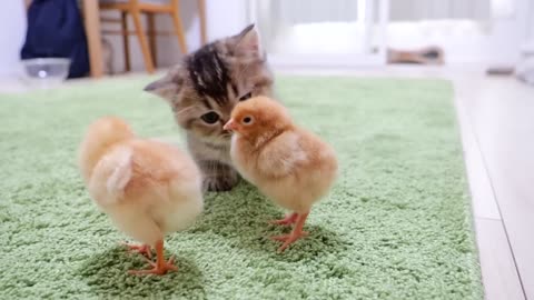 Looking back on how kitten Kiki met tiny chicks for the first time