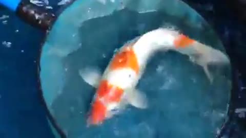 Breeder Koi