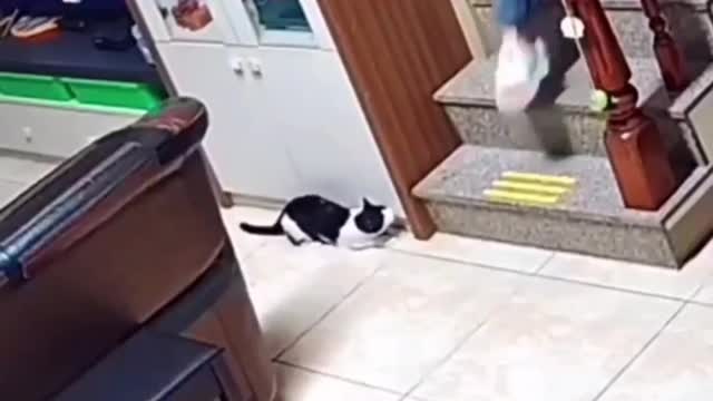 the cat scared the owner 🐈