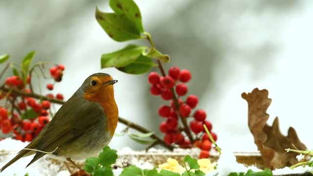 birds and they eat together