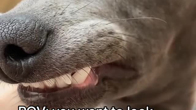 😂😂😂 📹 tiggy_the_italiangreyhound #fyp