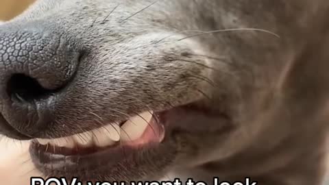 😂😂😂 📹 tiggy_the_italiangreyhound #fyp